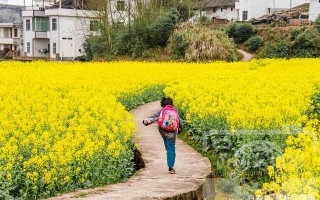 梦见油菜花(梦见金灿灿的油菜花女人梦见油菜花)