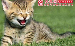 梦见打死猫(梦见打死猫头鹰是什么预兆周公解梦)