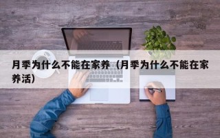 月季为什么不能在家养（月季为什么不能在家养活）