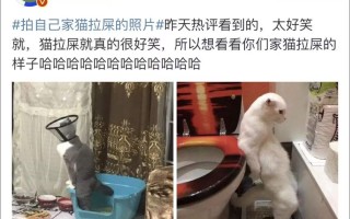 梦见猫拉屎(梦见猫拉屎在床上是什么意思)